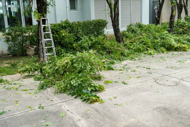 Best Storm Damage Tree Cleanup  in Coal Valley, IL